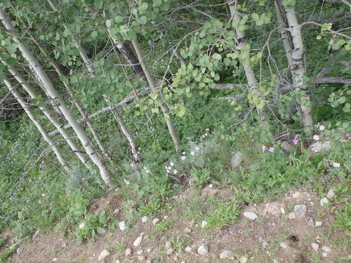 GDMBR: Aspen and two colors of Geraniums.